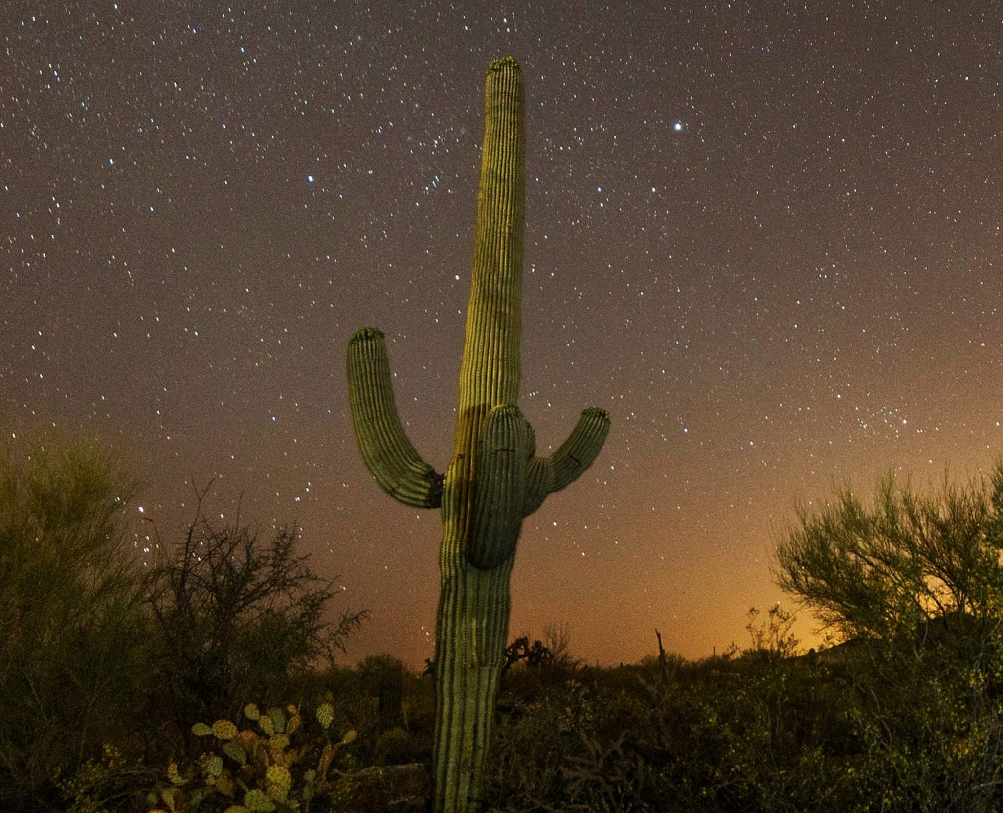 Saguaro National Park by Nina Luong